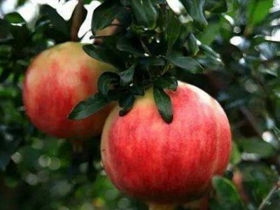 红河三村石榴种植基地 供应量15吨图2