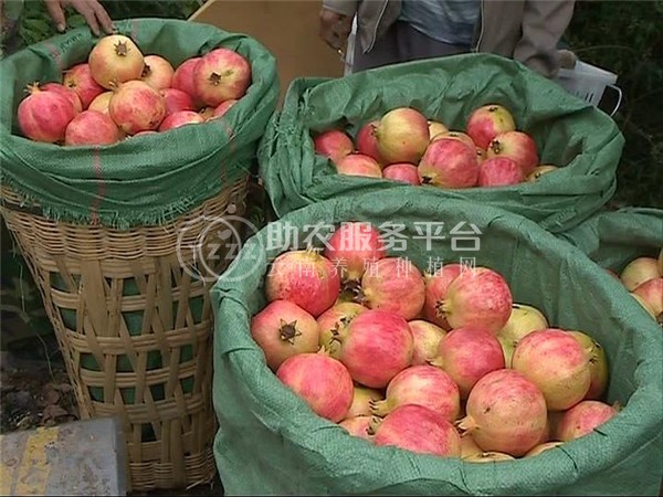 红河三村石榴种植基地 供应量15吨图6