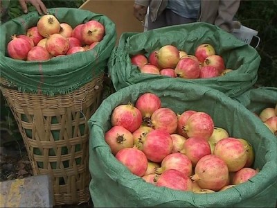 红河三村石榴种植基地 供应量15吨图6
