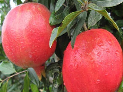 红河三村石榴种植基地 供应量15吨图3