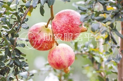 红河三村石榴种植基地 供应量15吨图7