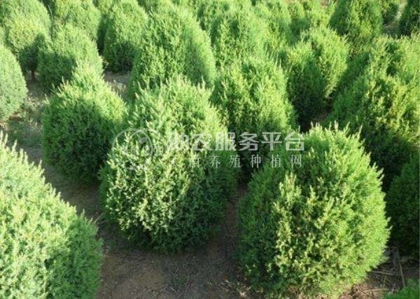 大理柏树种植基地供应5万株图2