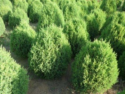 大理柏树种植基地供应5万株图2