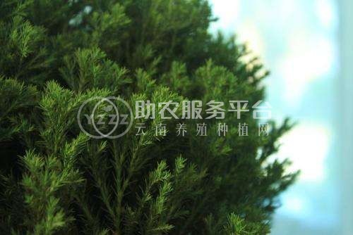 大理柏树种植基地供应5万株图3