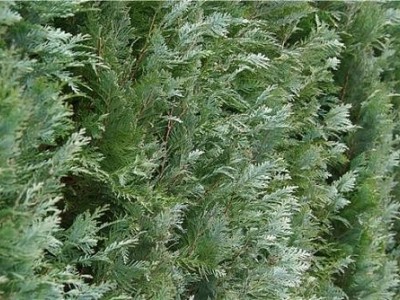 大理柏树种植基地供应5万株图4