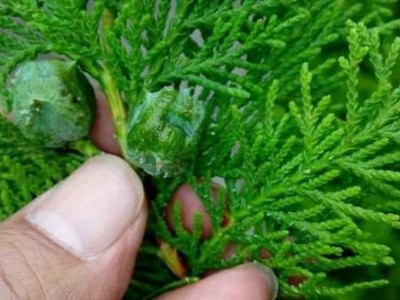 大理柏树种植基地供应5万株图5
