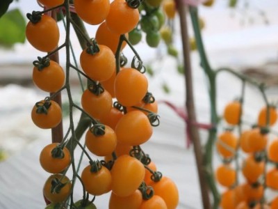 红河甲寅西红柿种植基地 供应量6吨图2