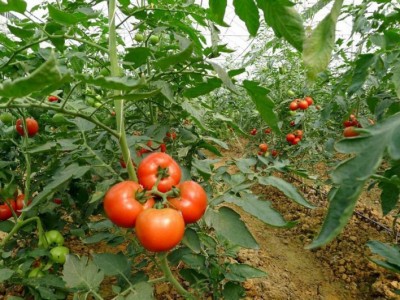 丽江和融生物西红柿种植基地 供应量3吨图4