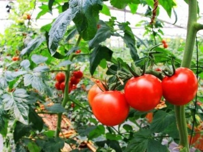 丽江和融生物西红柿种植基地 供应量3吨