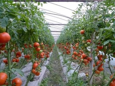 丽江和融生物西红柿种植基地 供应量3吨图3