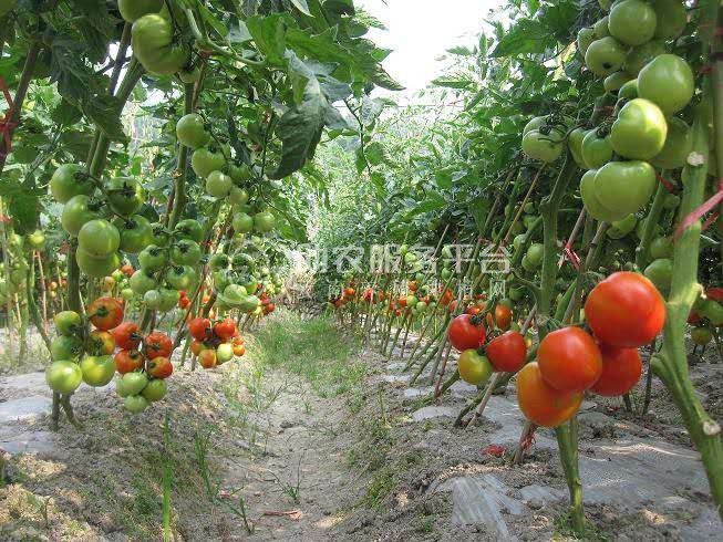 红河甲寅西红柿种植基地 供应量6吨图7