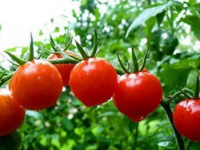 丽江和融生物西红柿种植基地 供应量3吨图5