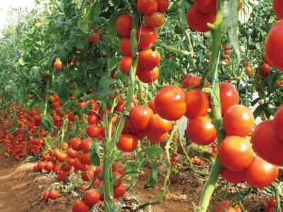 丽江和融生物西红柿种植基地 供应量3吨图2