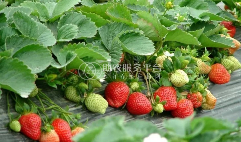 红河洛恩乡草莓种植中心 供应量2吨图2