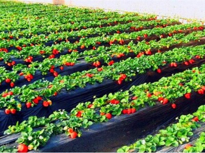 红河洛恩乡草莓种植中心 供应量2吨图4