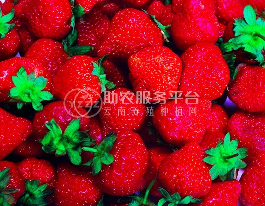 红河洛恩乡草莓种植中心 供应量2吨图1