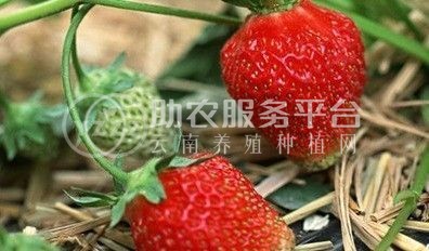 红河洛恩乡草莓种植中心 供应量2吨图6
