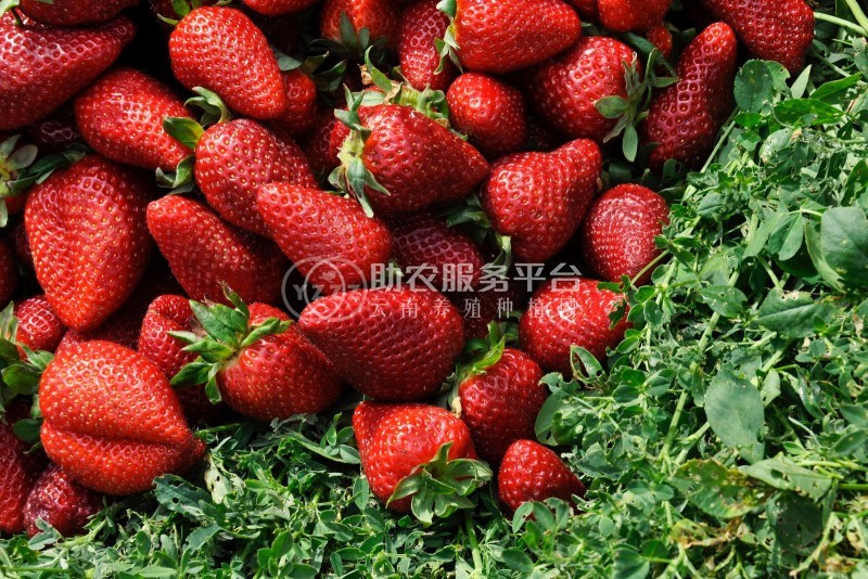 红河洛恩乡草莓种植中心 供应量2吨图9