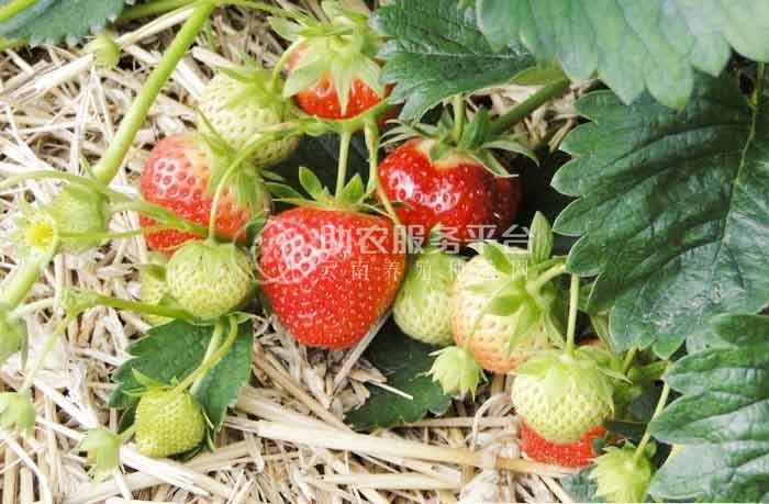 红河洛恩乡草莓种植中心 供应量2吨图7