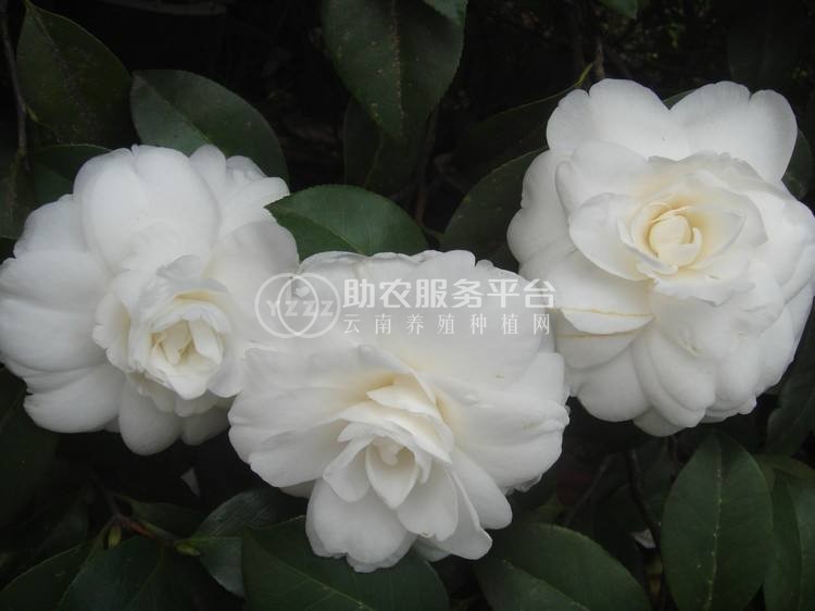 红河山茶花种植基地 供应量3万株图1