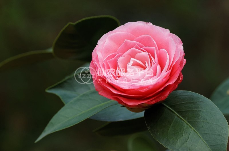红河山茶花种植基地 供应量3万株图4