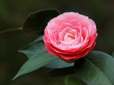 红河山茶花种植基地 供应量3万株图4