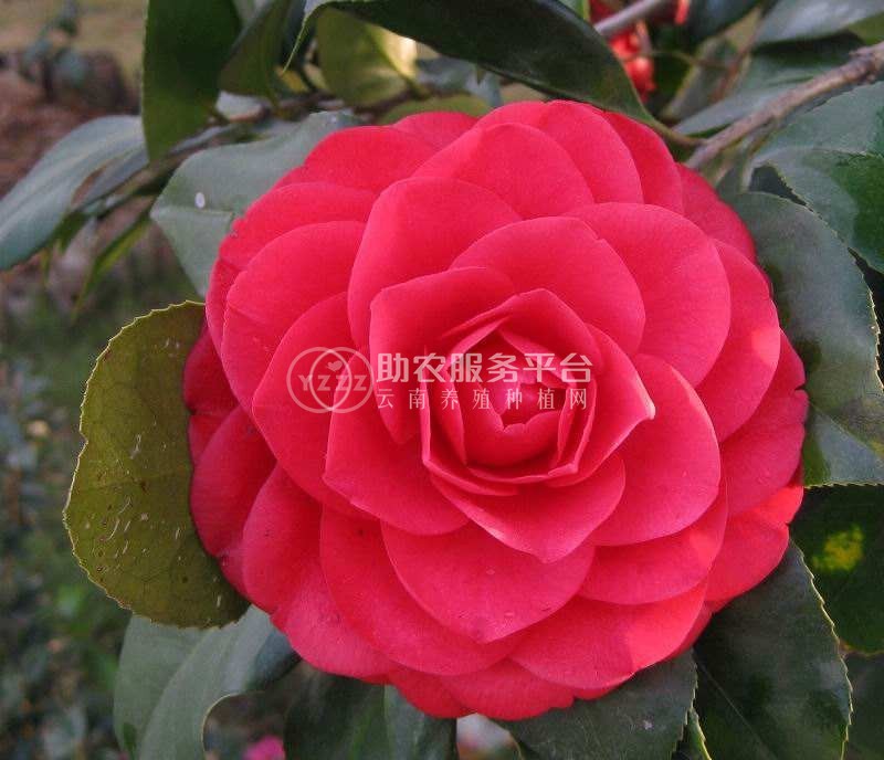 红河山茶花种植基地 供应量3万株图3