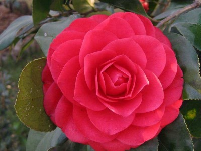 红河山茶花种植基地 供应量3万株图3
