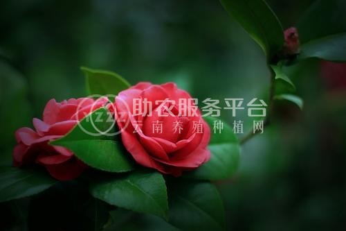 红河山茶花种植基地 供应量3万株图2