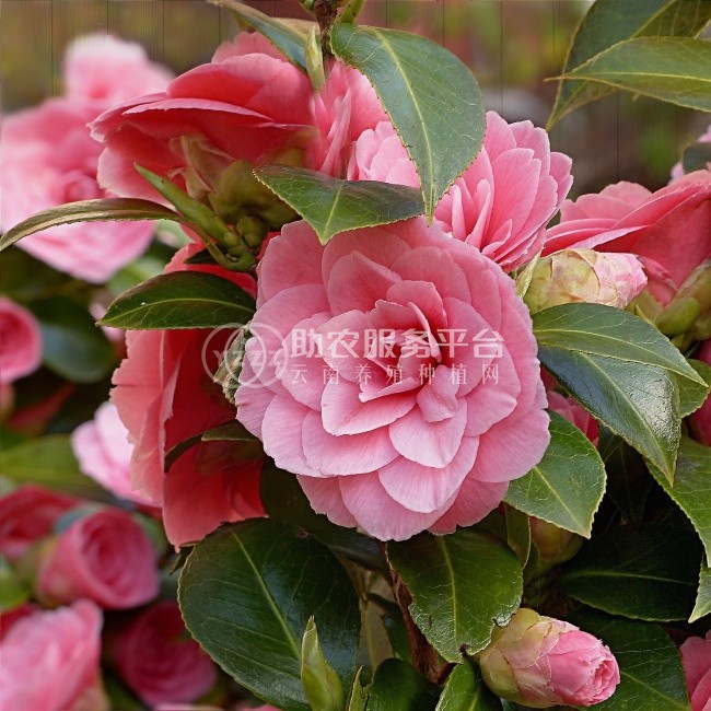 红河山茶花种植基地 供应量3万株图6