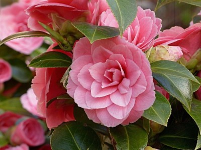 红河山茶花种植基地 供应量3万株图6