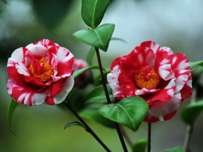 红河山茶花种植基地 供应量3万株图7