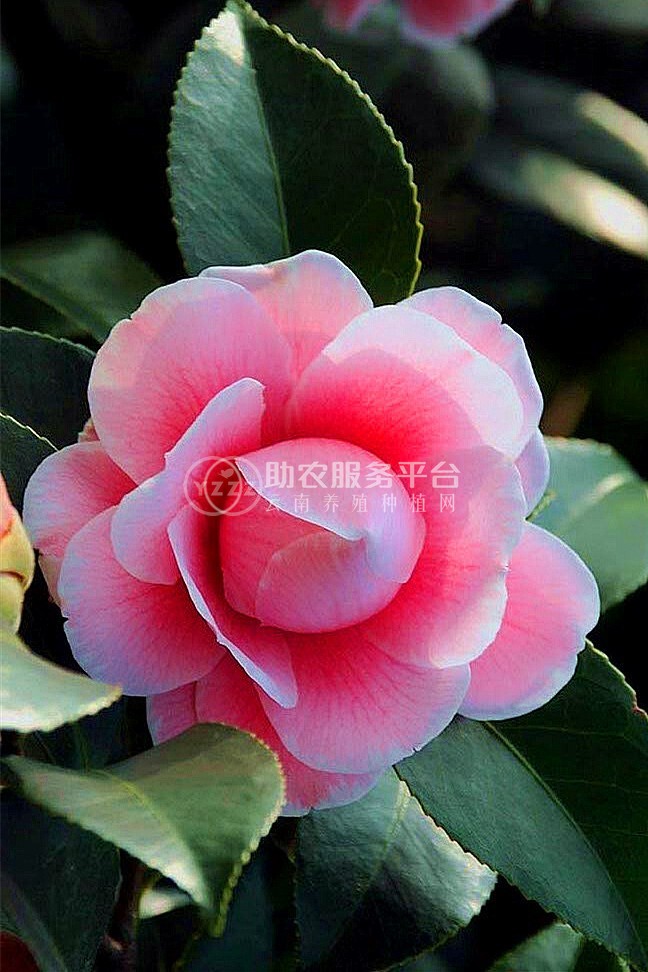 红河山茶花种植基地 供应量3万株图8