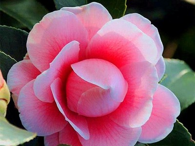 红河山茶花种植基地 供应量3万株图8