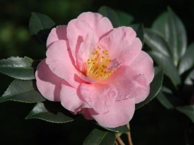 红河山茶花种植基地 供应量3万株图5