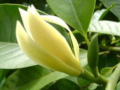 第六课白兰花种植基地供应1万株图2