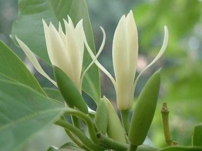 第六课白兰花种植基地供应1万株图3