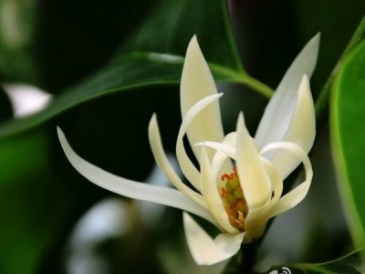 第六课白兰花种植基地供应1万株图4