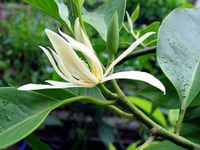 第六课白兰花种植基地供应1万株图5