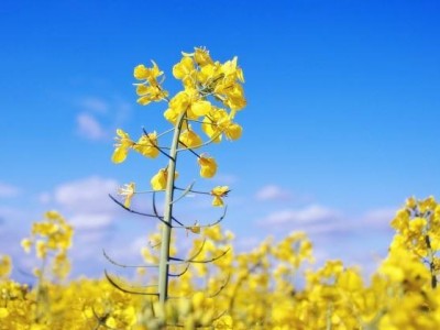 红河油菜花种殖基地 供应量2000亩