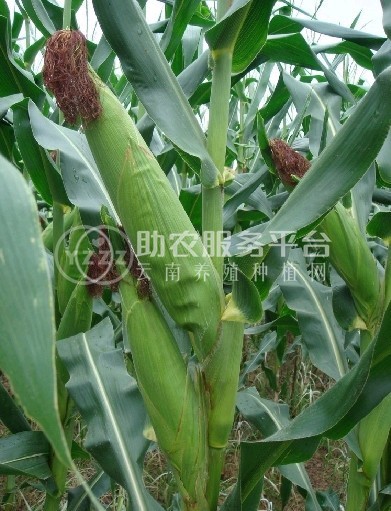 红河宝华玉米种植基地 供应量300亩图1