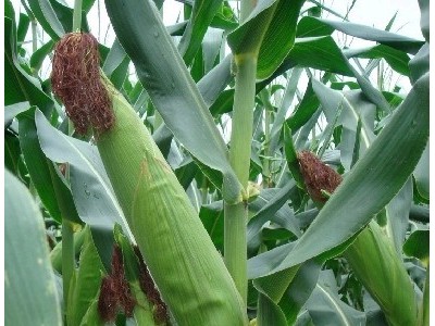 红河宝华玉米种植基地 供应量300亩