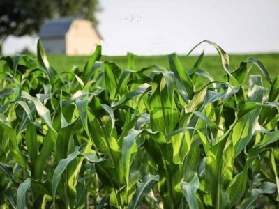 红河宝华玉米种植基地 供应量300亩图3