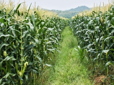 红河宝华玉米种植基地 供应量300亩图2