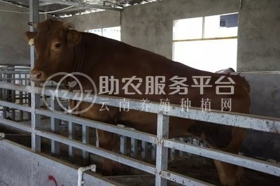 红河浪堤乡黄奶牛养殖基地 供应量3000头图3