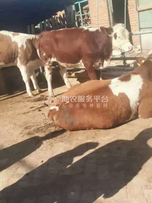 红河浪堤乡黄奶牛养殖基地 供应量3000头图5