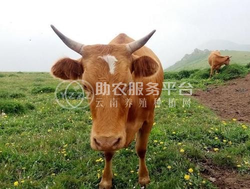 红河浪堤乡黄奶牛养殖基地 供应量3000头图1