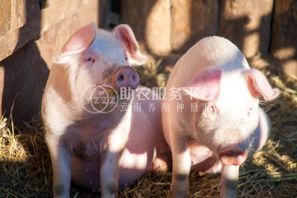 红河花猪养殖基地 供应量3000头图1