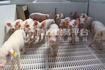 红河花猪养殖基地 供应量3000头图5