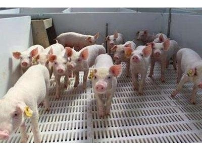 红河花猪养殖基地 供应量3000头图5